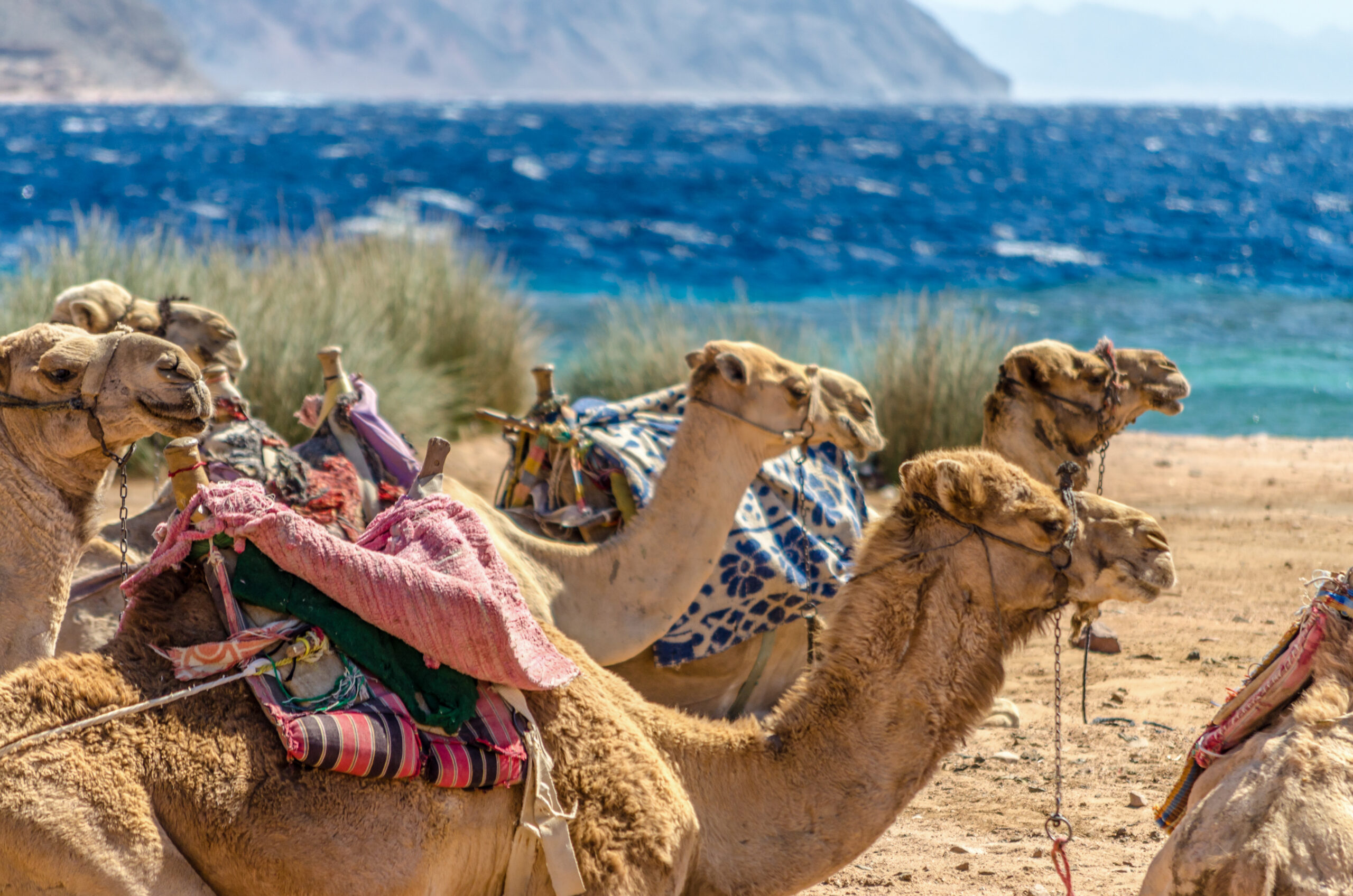 Kamelen op het strand aan de zee.