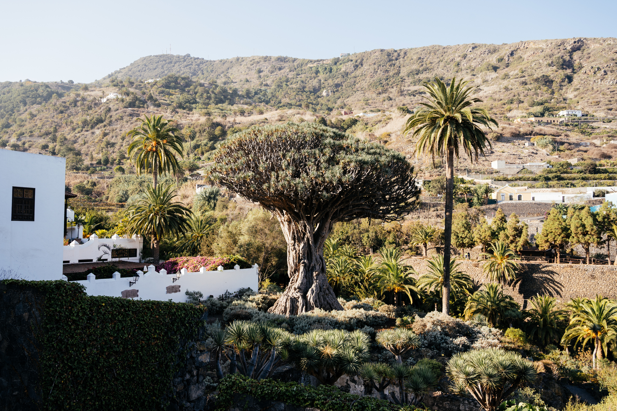 Drago Milenario staat majestueus in Icod de los Vinos, een prachtige plaats op Tenerife, omringd door weelderige vegetatie en palmbomen. Deze eeuwenoude drakenboom is een symbool van het rijke natuurlijke erfgoed van het eiland.