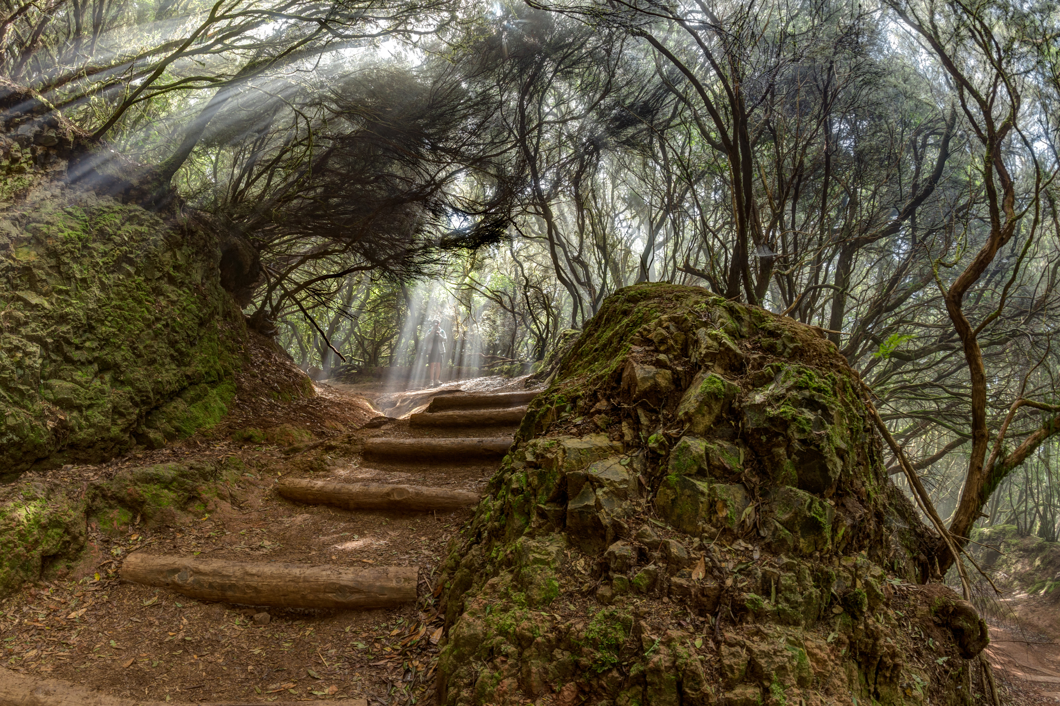 ChatGPT said:

Een jonge reiziger in het reliekbos van de Anaga-bergketen, een bijzondere plaats op het eiland Tenerife. Reusachtige laurierbomen en heidebomen langs smalle, kronkelige paden maken het een paradijs voor wandelaars