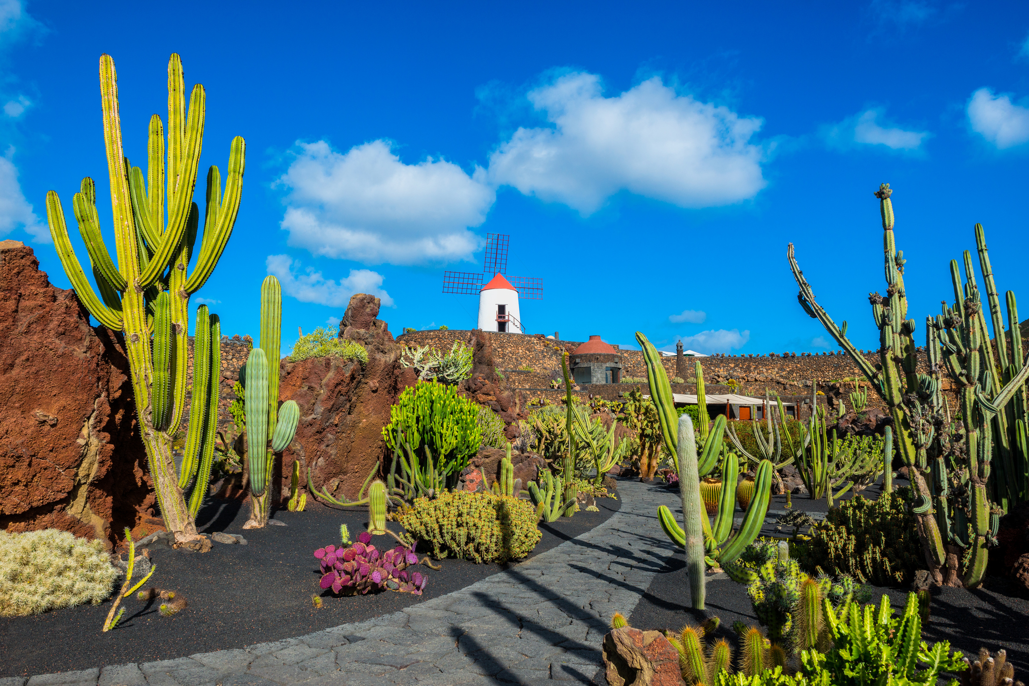 Uitzicht op een vulkanisch landschap met cactussen en een molen. Behoort tot top 3 eilanden. 